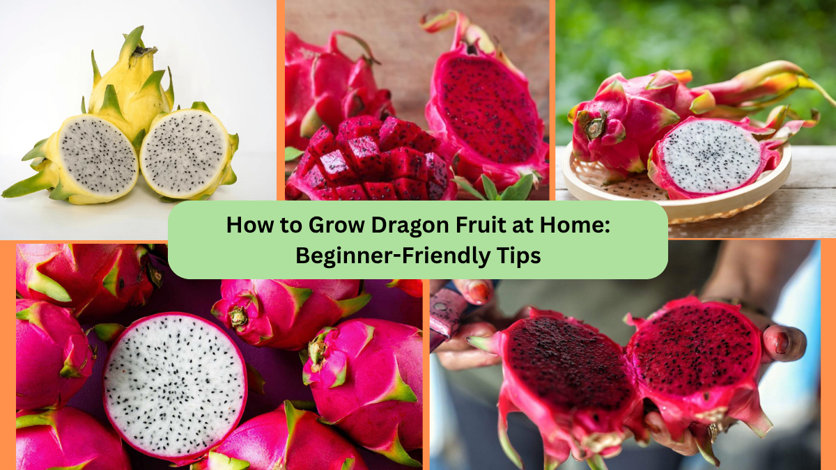 How to Grow Dragon Fruit at Home: Beginner-Friendly Tips