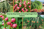 Step-by-Step Guide to Growing Dragon Fruit Indoors