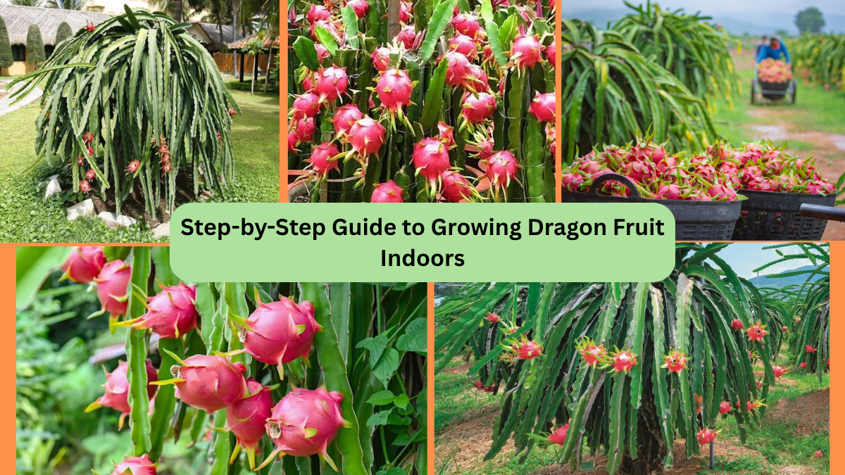 Step-by-Step Guide to Growing Dragon Fruit Indoors