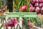 Dragon Fruit Plant Care: Everything You Need to Know