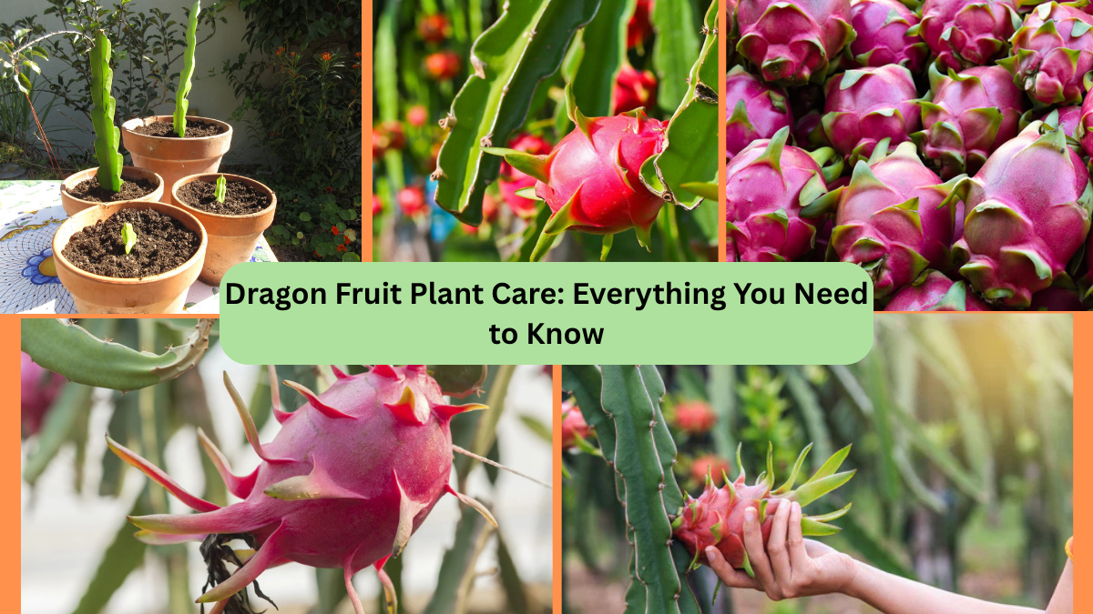 Dragon Fruit Plant Care: Everything You Need to Know