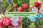 Best Soil and Sunlight for Growing Dragon Fruit: A Complete Guide