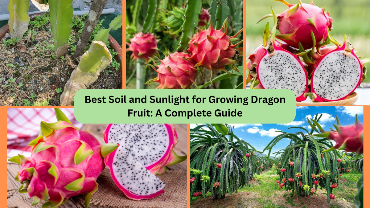 Best Soil and Sunlight for Growing Dragon Fruit: A Complete Guide
