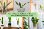 How to Water Snake Plants for Maximum Growth: A Complete Care Guide