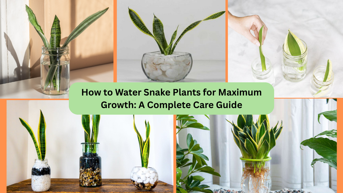 How to Water Snake Plants for Maximum Growth: A Complete Care Guide