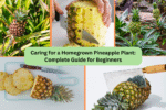 Caring for a Homegrown Pineapple Plant: Complete Guide for Beginners