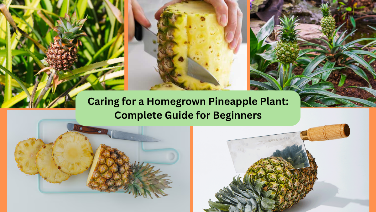 Caring for a Homegrown Pineapple Plant: Complete Guide for Beginners