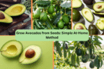 Grow Avocados from Seeds: Simple At-Home Method