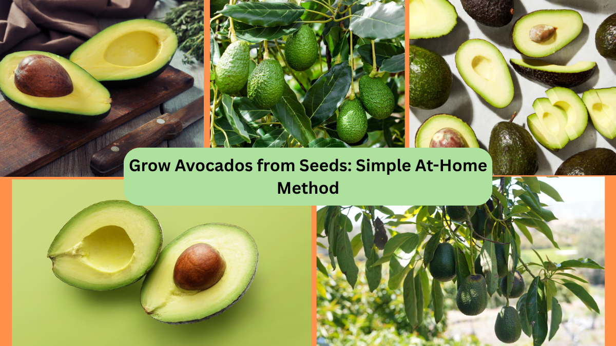 Grow Avocados from Seeds: Simple At-Home Method