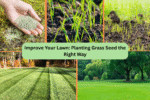 Improve Your Lawn: Planting Grass Seed the Right Way