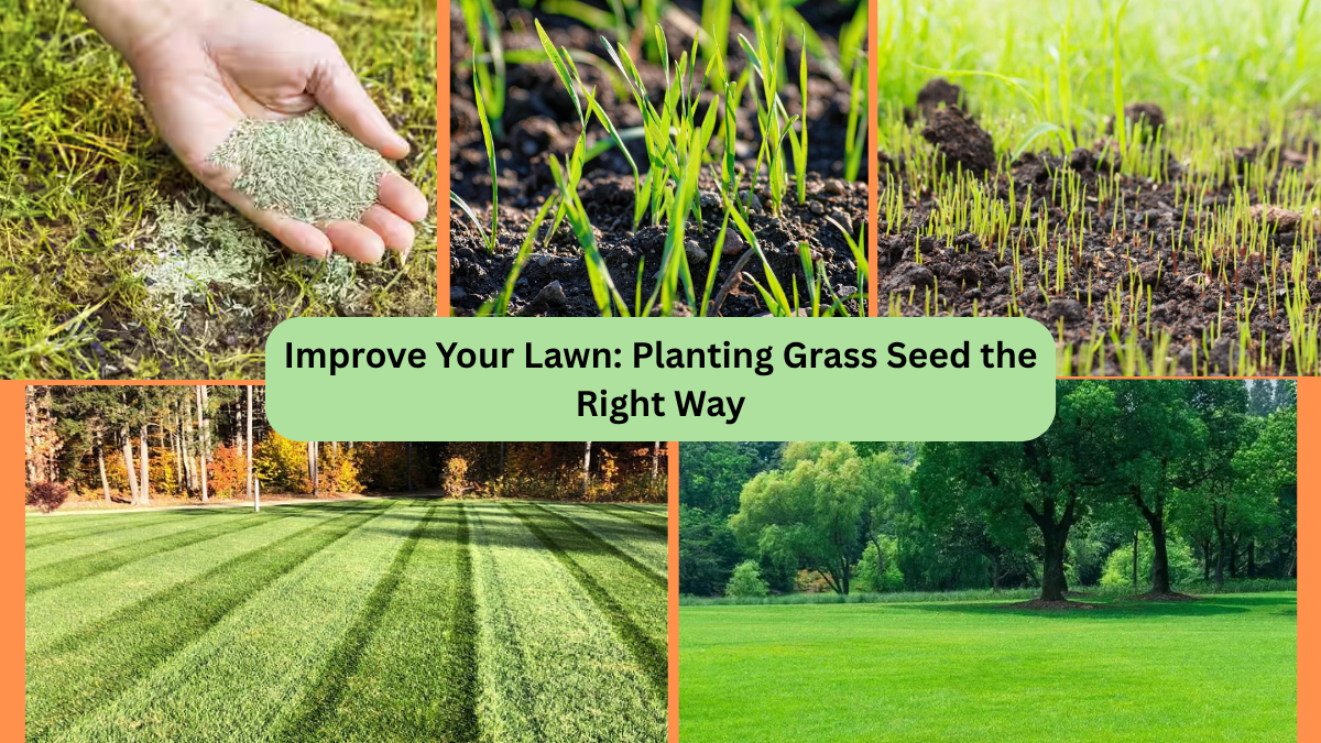 Improve Your Lawn: Planting Grass Seed the Right Way