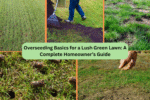 Overseeding Basics for a Lush Green Lawn: A Complete Homeowner’s Guide