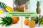 Pineapple Growing Tips for Container Gardens: A Complete Guide