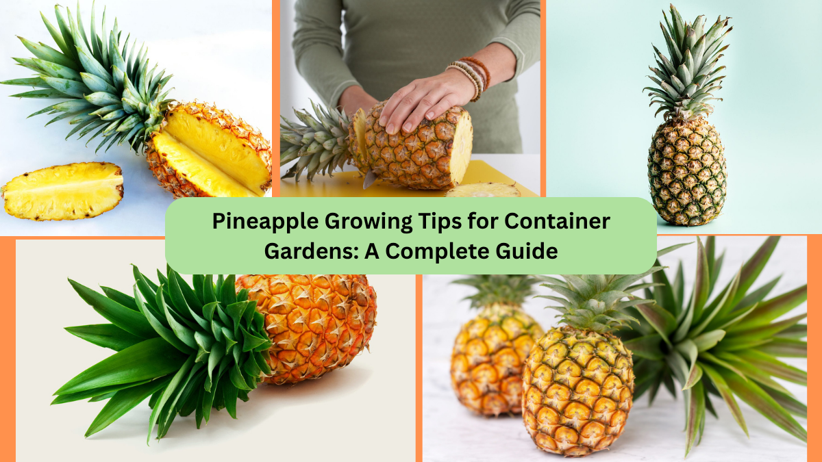 Pineapple Growing Tips for Container Gardens: A Complete Guide