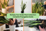 Multiply Your Snake Plant Collection: Complete Propagation Guide