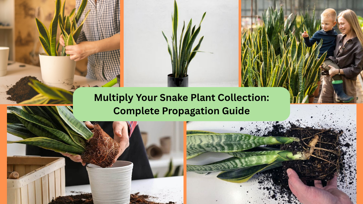 Multiply Your Snake Plant Collection: Complete Propagation Guide
