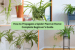 How to Propagate a Spider Plant at Home: Complete Beginner’s Guide