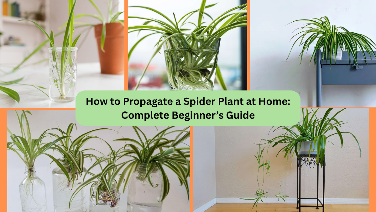 How to Propagate a Spider Plant at Home: Complete Beginner’s Guide