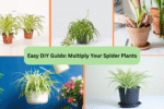 Easy DIY Guide: Multiply Your Spider Plants