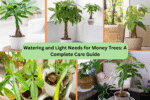 Watering and Light Needs for Money Trees: A Complete Care Guide