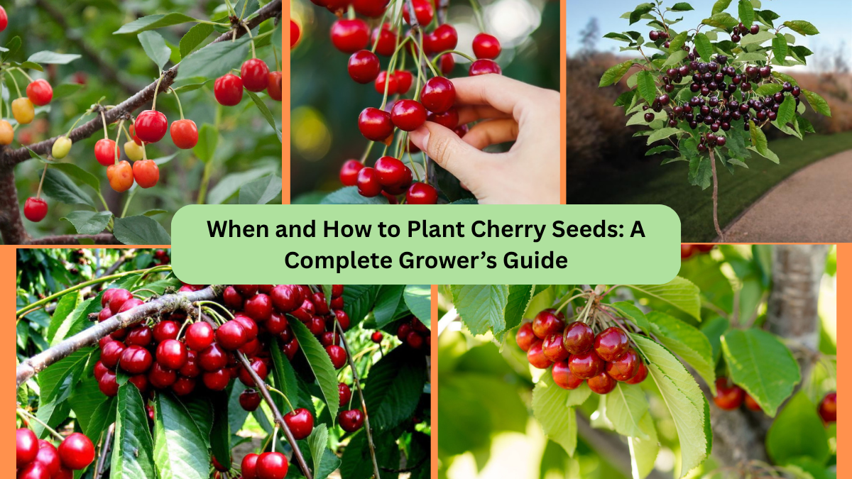 When and How to Plant Cherry Seeds: A Complete Grower’s Guide
