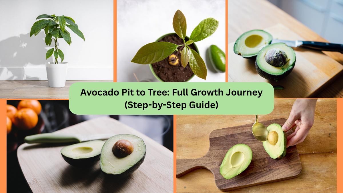 Avocado Pit to Tree: Full Growth Journey (Step-by-Step Guide)
