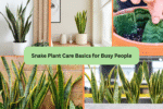 Snake Plant Care Basics for Busy People