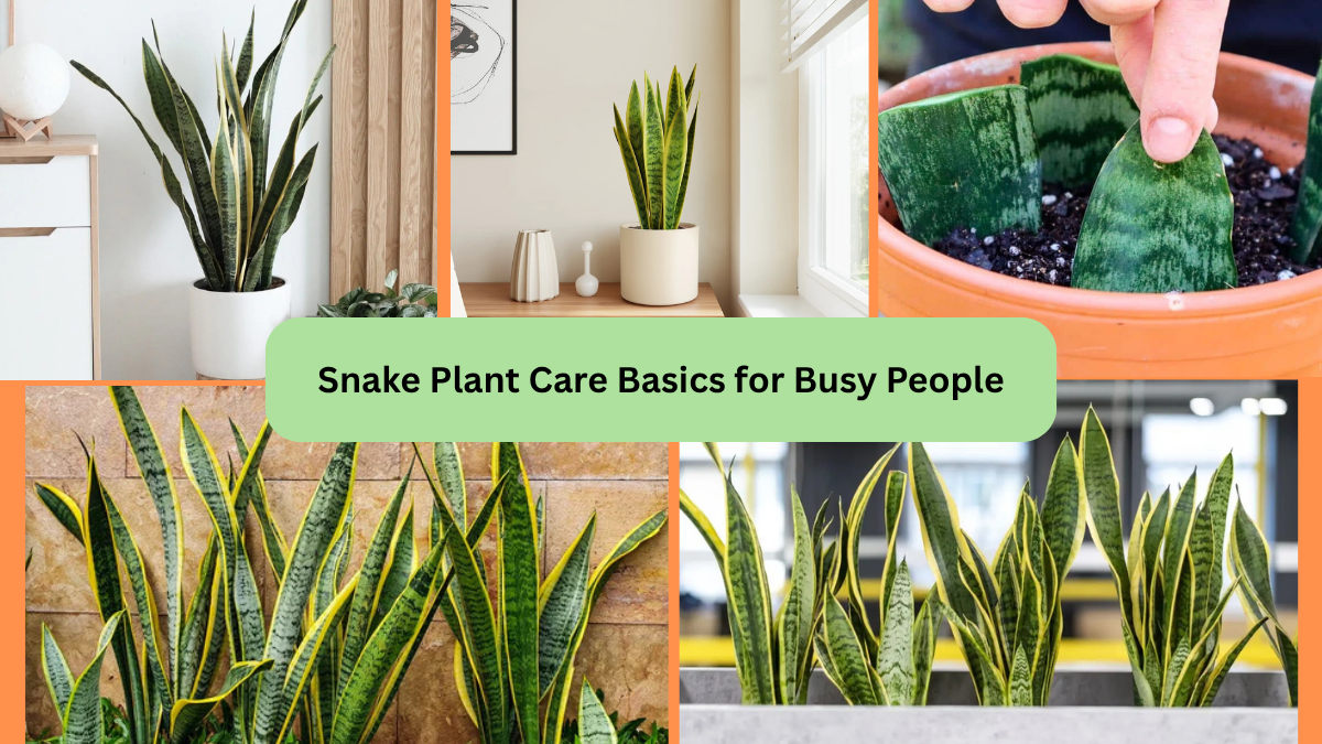 Snake Plant Care Basics for Busy People