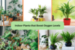 Indoor Plants that Boost Oxygen Levels