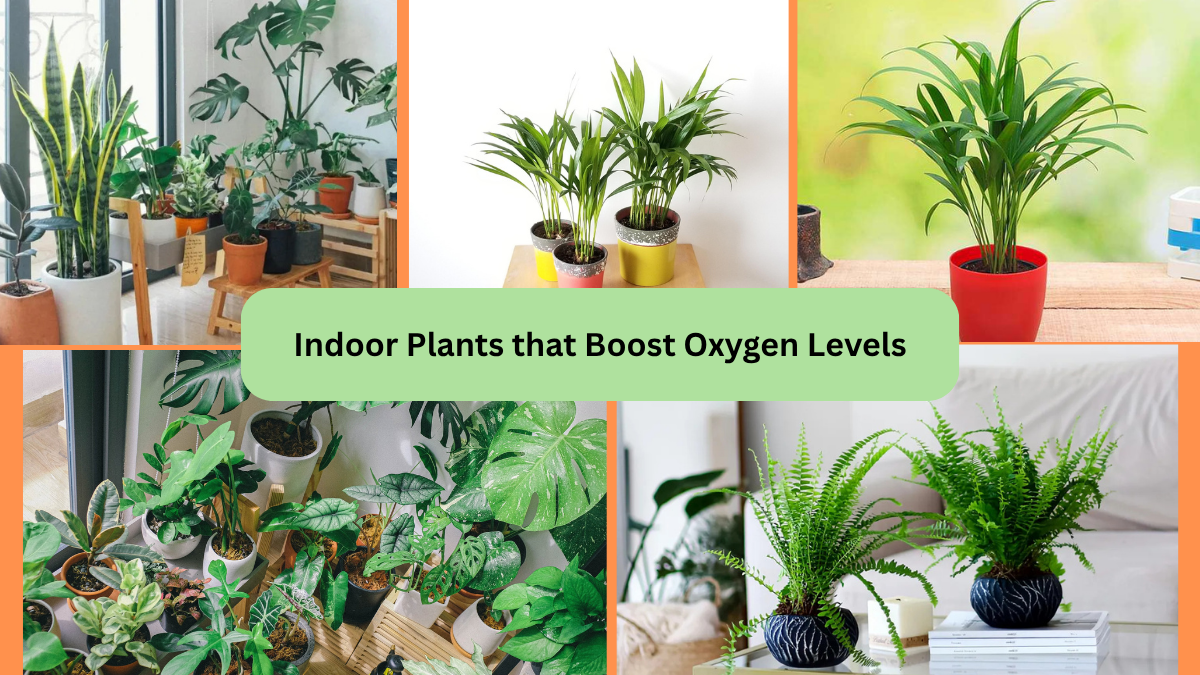 Indoor Plants that Boost Oxygen Levels