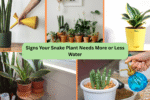 Signs Your Snake Plant Needs More or Less Water