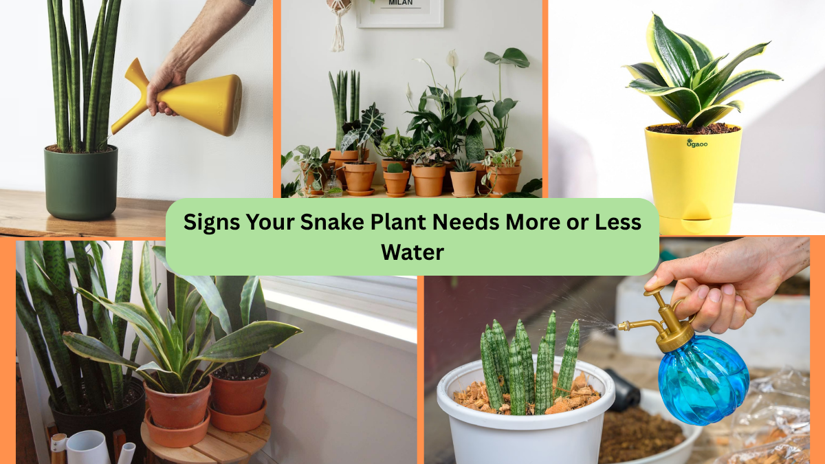 Signs Your Snake Plant Needs More or Less Water