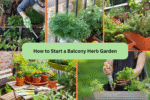 How to Start a Balcony Herb Garden
