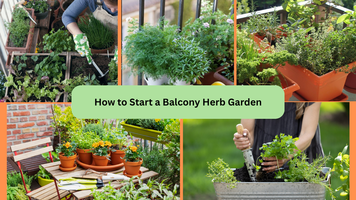 How to Start a Balcony Herb Garden