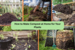 How to Make Compost at Home for Your Plants