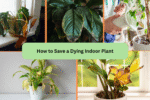 How to Save a Dying Indoor Plant