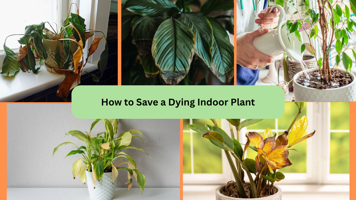 How to Save a Dying Indoor Plant