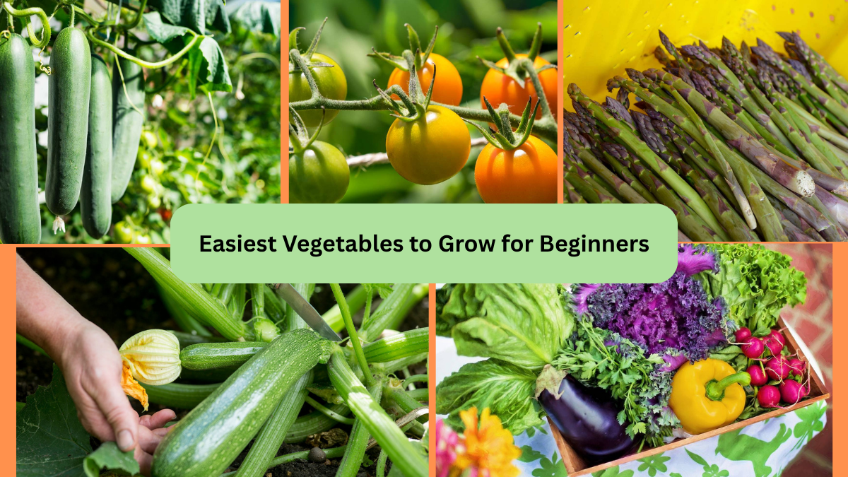 Easiest Vegetables to Grow for Beginners