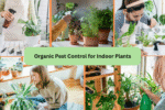 Organic Pest Control for Indoor Plants