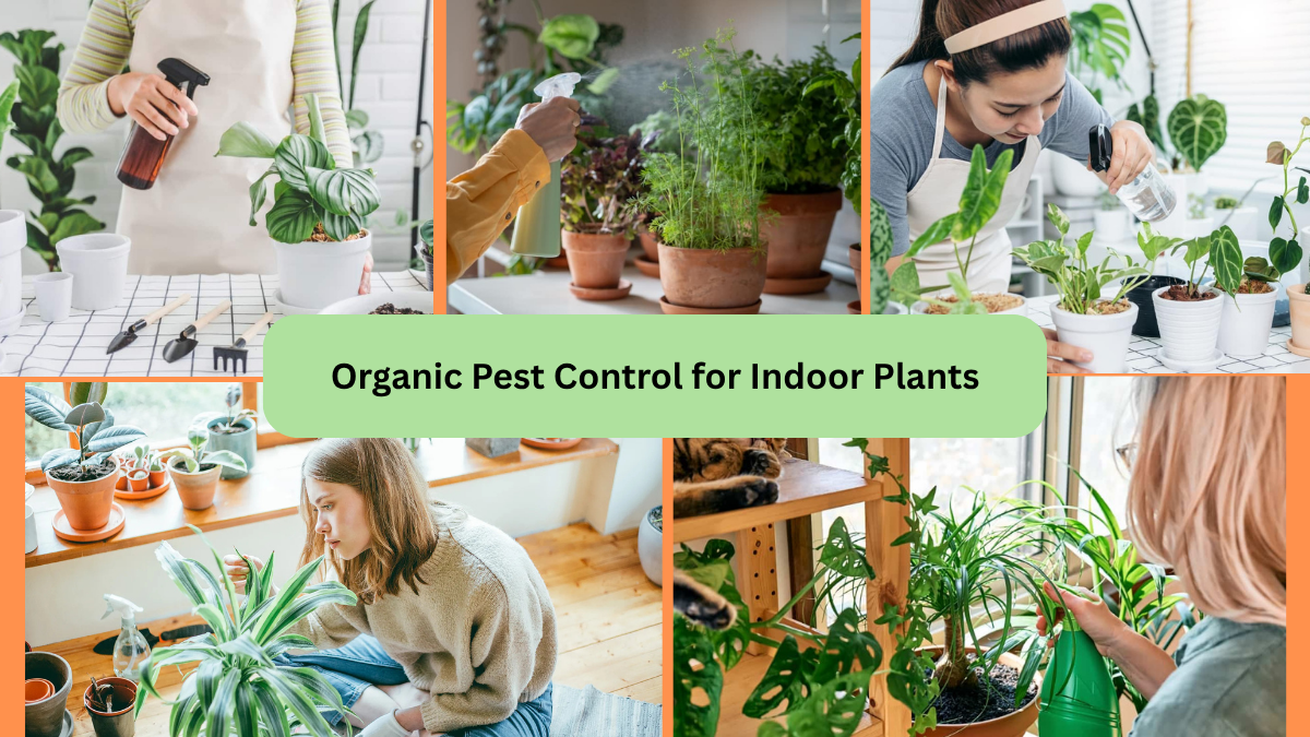 Organic Pest Control for Indoor Plants