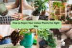 How to Repot Your Indoor Plants the Right Way
