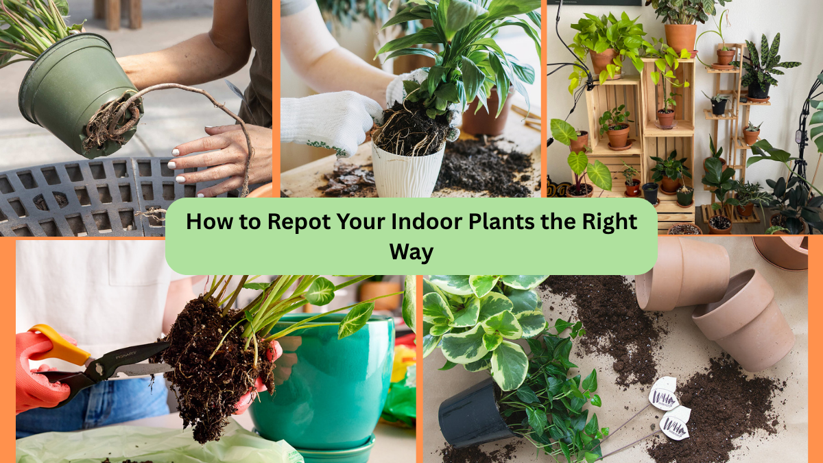 How to Repot Your Indoor Plants the Right Way