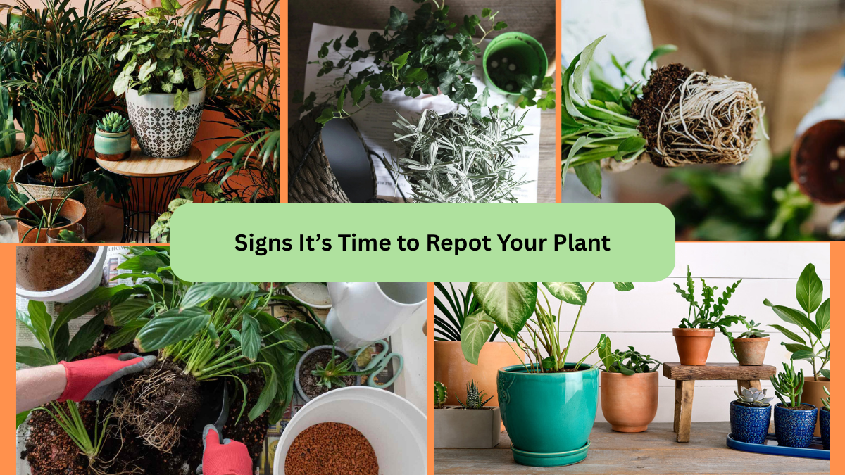 Signs It’s Time to Repot Your Plant