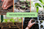 How to Start Seeds Indoors for Spring