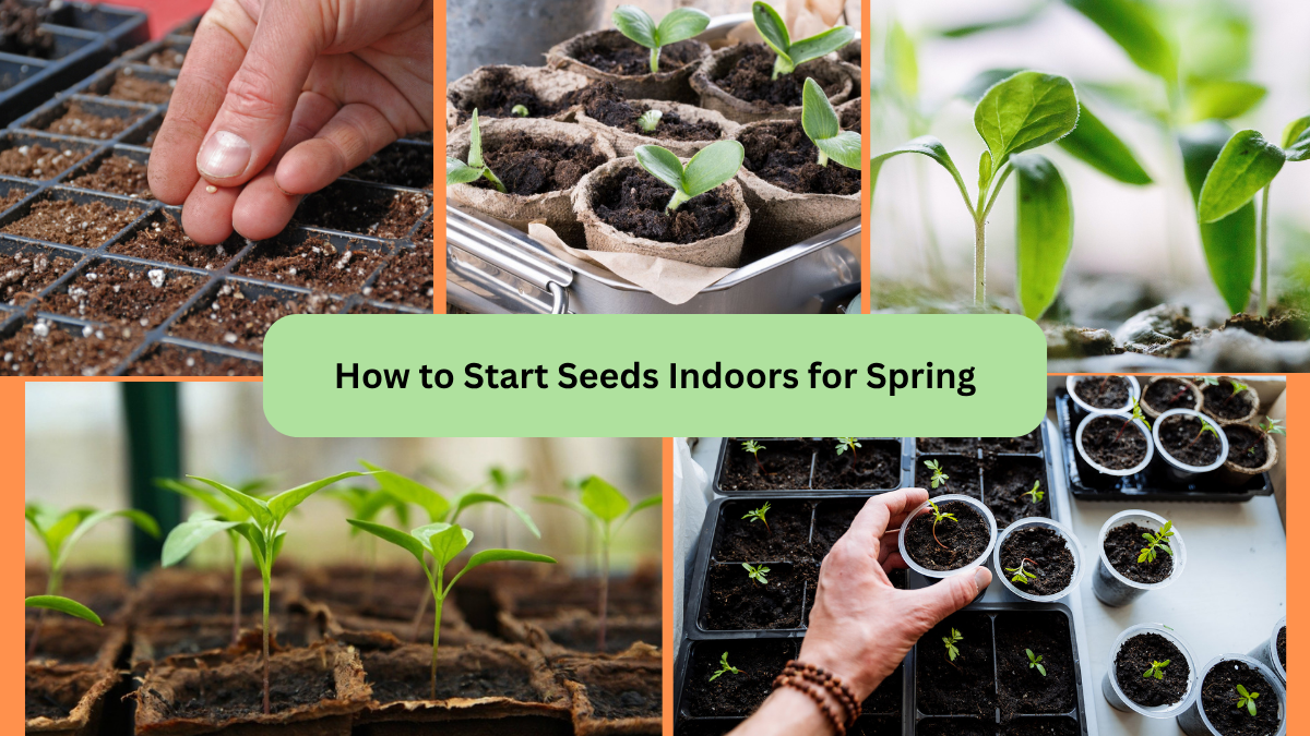 How to Start Seeds Indoors for Spring
