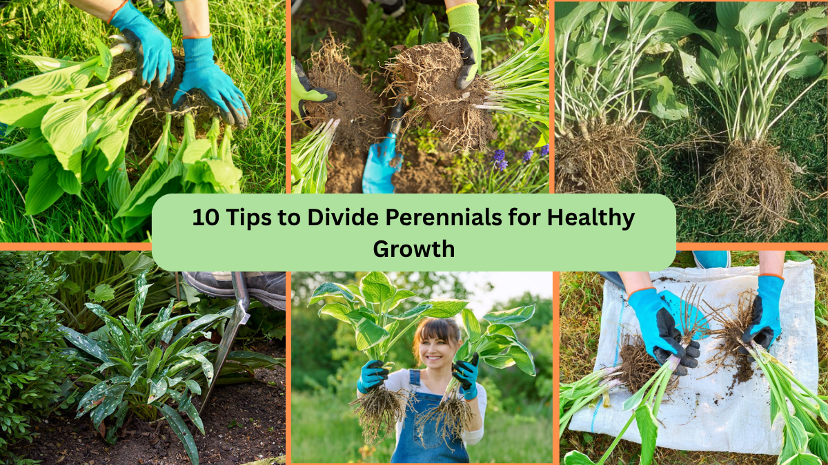 10 Tips to Divide Perennials for Healthy Growth