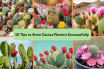 10 Tips to Grow Cactus Flowers Successfully