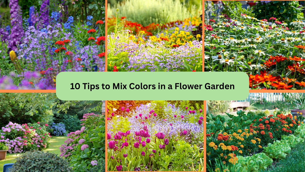 10 Tips to Mix Colors in a Flower Garden