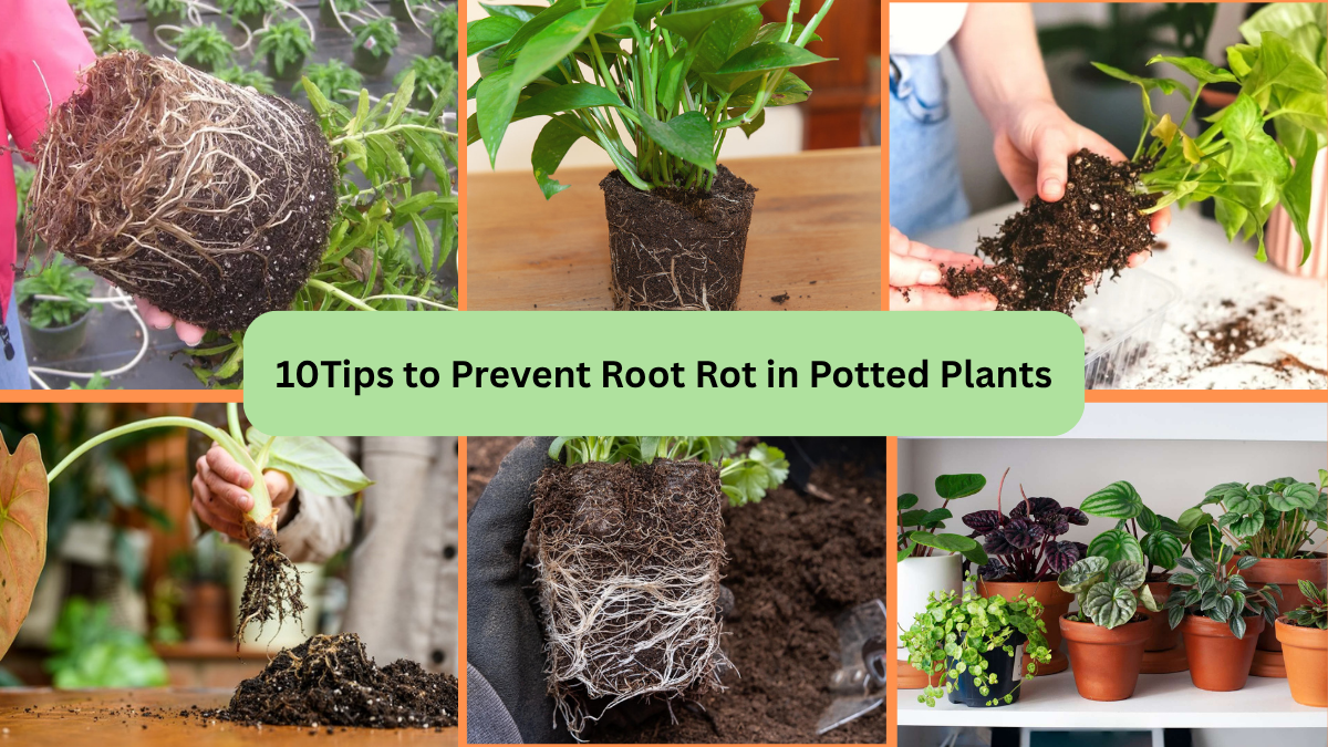 10Tips to Prevent Root Rot in Potted Plants