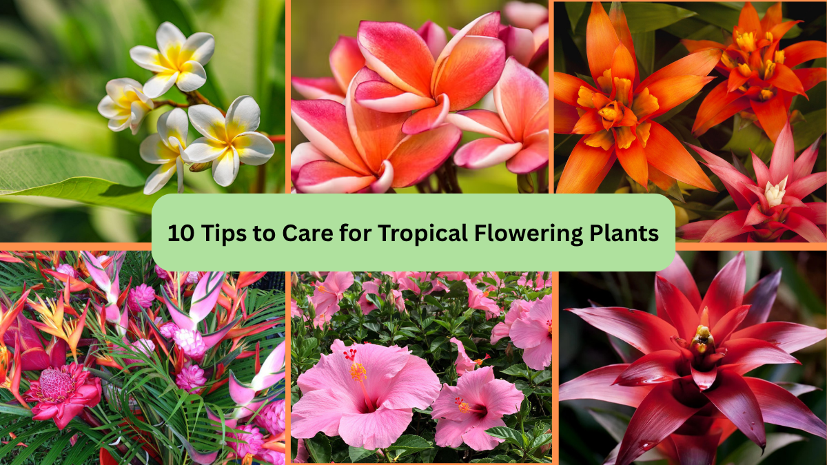 10 Tips to Care for Tropical Flowering Plants